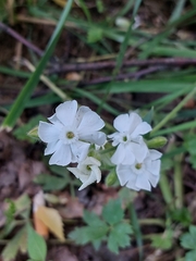 Silene latifolia alba