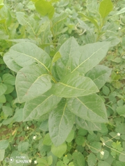 Dichapetalum