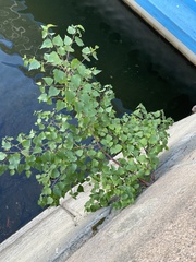 Betula platyphylla