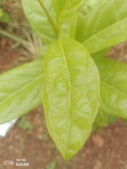Dichapetalum
