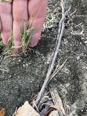 Phemeranthus calcaricus