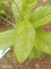 Dichapetalum