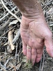 Phemeranthus calcaricus