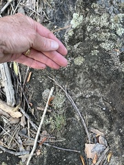 Phemeranthus calcaricus