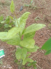 Dichapetalum