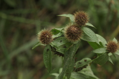 Centaurea phrygia pseudophrygia