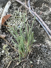 Phemeranthus calcaricus