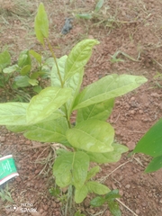 Dichapetalum