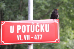 Turdus merula