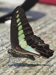 Graphium sarpedon nipponum