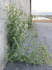 Senecio viscosus