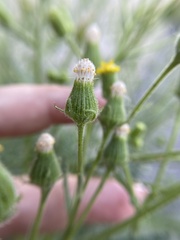 Senecio viscosus
