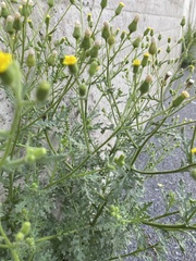 Senecio viscosus