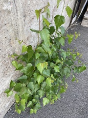 Betula platyphylla