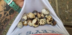 Coturnix japonica