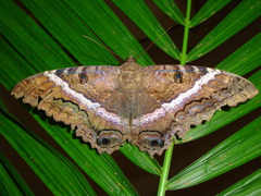 Ascalapha odorata