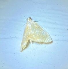 Glaphyria glaphyralis