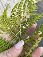 Athyrium filix-femina