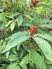 Sambucus racemosa
