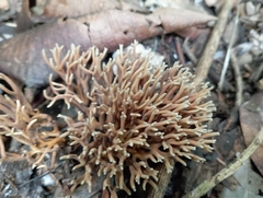 Fungi