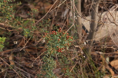 Pultenaea largiflorens