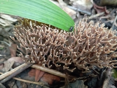 Fungi