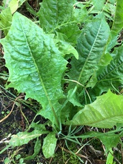 Taraxacum officinale
