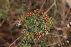 Pultenaea largiflorens