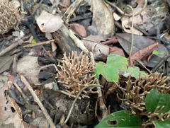Fungi