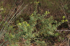 Pultenaea largiflorens