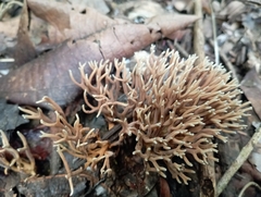 Fungi
