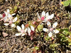 Micranthes stellaris