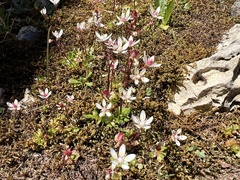 Micranthes stellaris