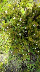 Arcytophyllum thymifolium