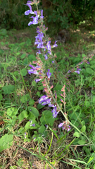 Salvia forskaehlei