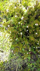 Arcytophyllum thymifolium