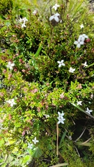 Arcytophyllum thymifolium