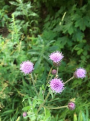 Cirsium arvense