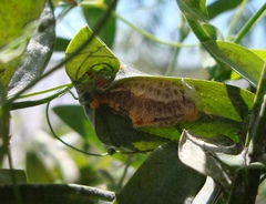 Megalopyginae