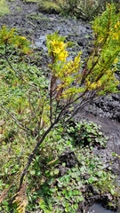 Hypericum laricifolium
