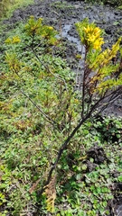 Hypericum laricifolium