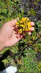 Hypericum laricifolium