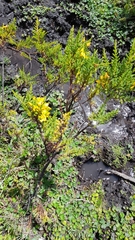 Hypericum laricifolium