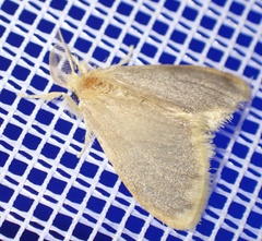 Euproctis fimbriata