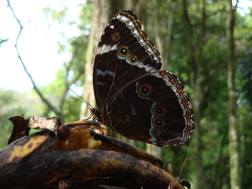 Common Morpho photo 5