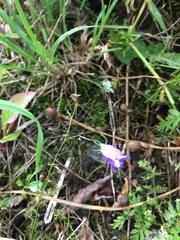 Campanula rotundifolia