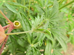 Macrosiphum albifrons