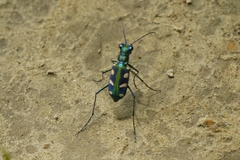 Cosmodela batesi