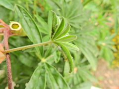Macrosiphum albifrons