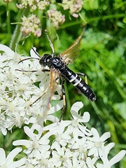 Tenthredo segmentaria